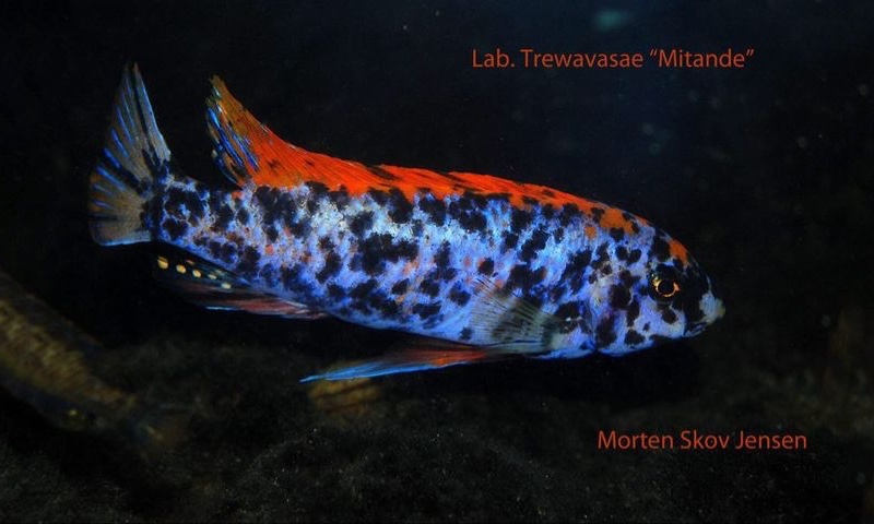 Labeotropheus trewavasae 'Mitande Reef (Rocks)'